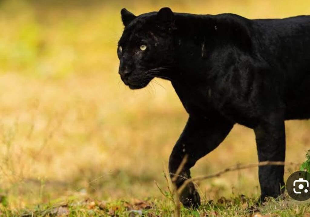 الانمر-الاسود-1024x715 “النمر الأسود” يثير جدلاً في فيفاء.. والحياة الفطرية تحسم الجدل