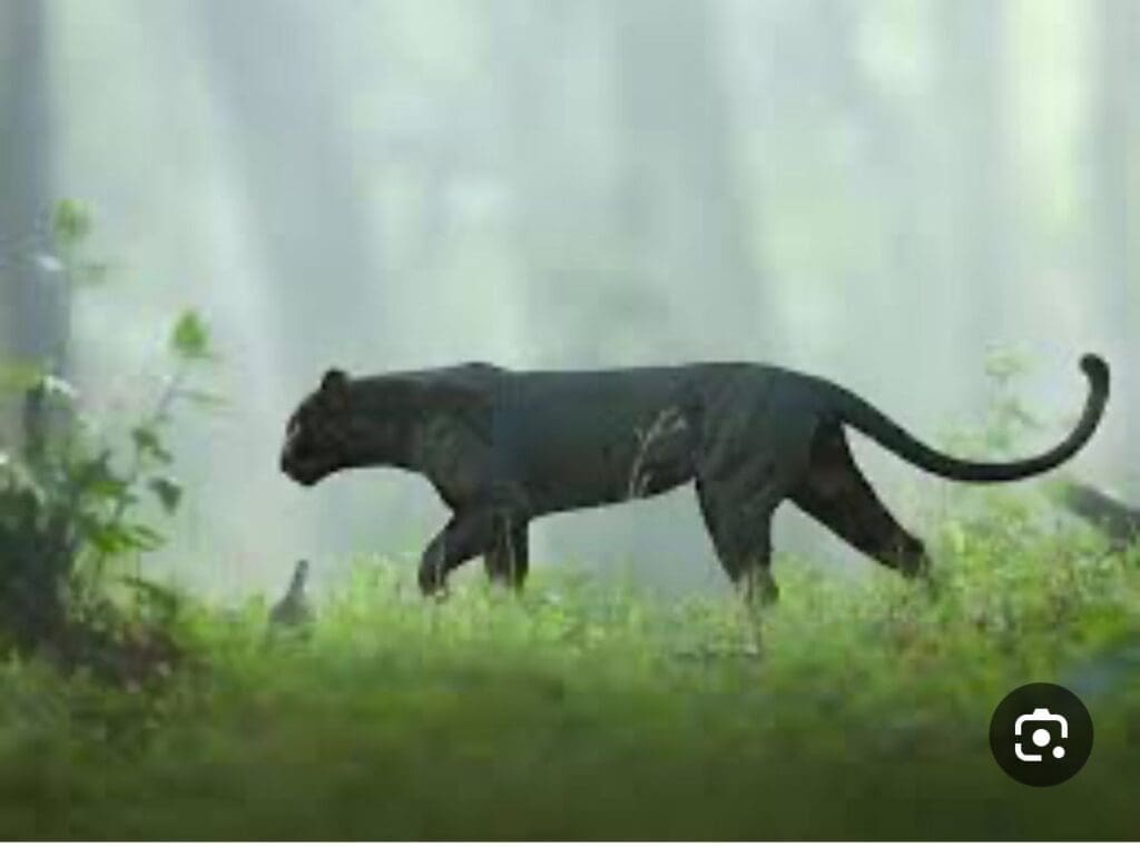 النمرالاسود2-1024x761 “النمر الأسود” يثير جدلاً في فيفاء.. والحياة الفطرية تحسم الجدل