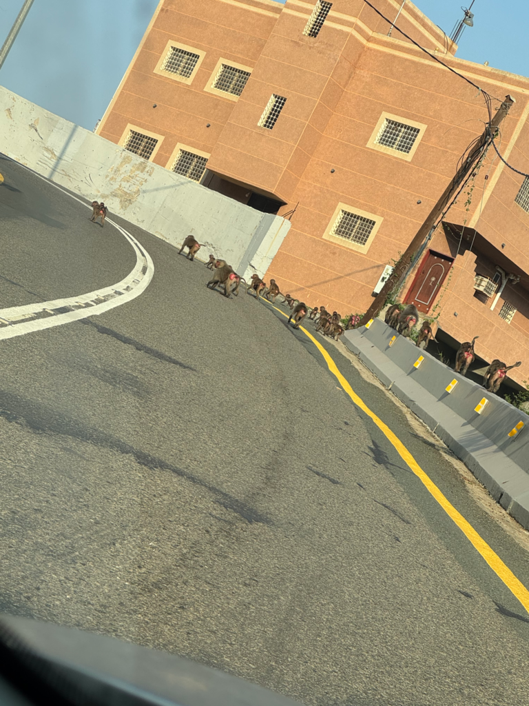 IMG_2893-768x1024 انتشار قرود البابون يثير قلق الأهالي في فيفاء.. و”البيئة” تؤكد استمرار جهود المكافحة