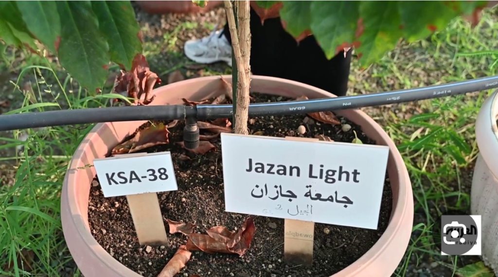 IMG_2907-1024x571 جامعة جازان تسجّل أربع براءات اختراع زراعية رائدة تعزز مسيرة الابتكار الوطني